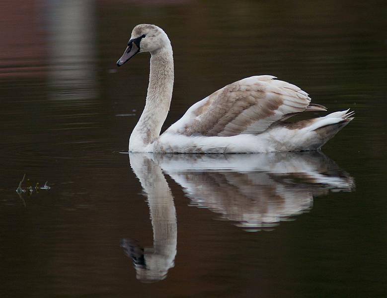 Knoppsvane - Mute swan (Cygnus olor) 1k.jpg